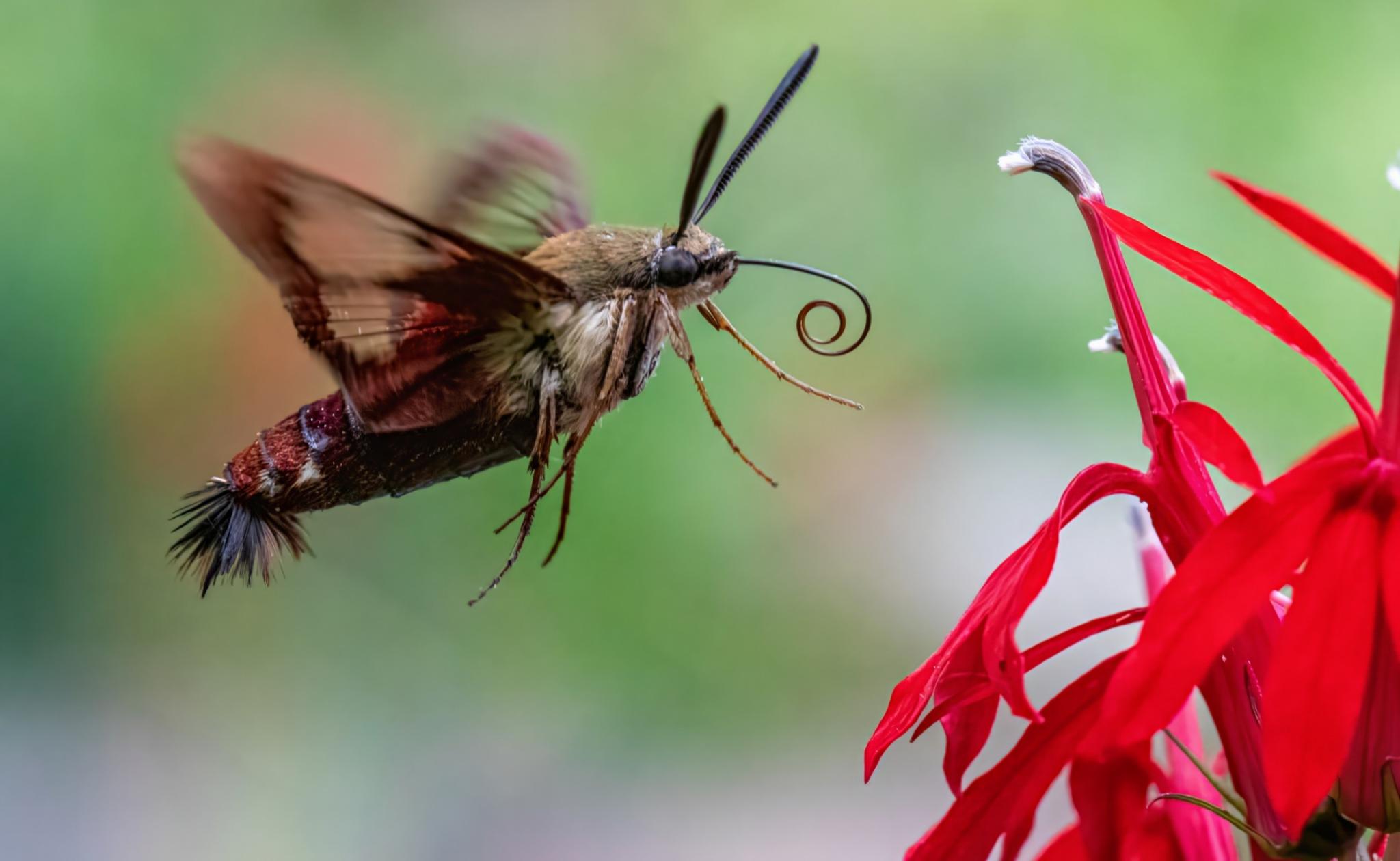 hummingbird moth on a red flower